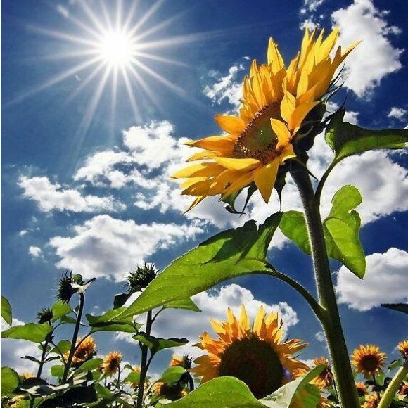 sunflowergigi
